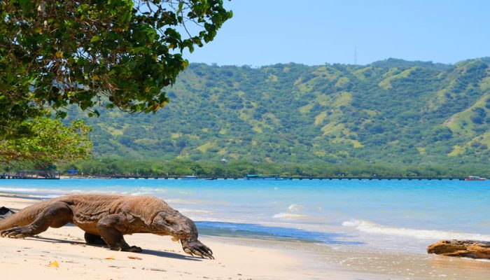 pulau komodo labuan bajo (2)